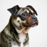 Pet insurance for exotic pets UK