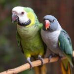 How To Take Care Of Parrots For Beginners